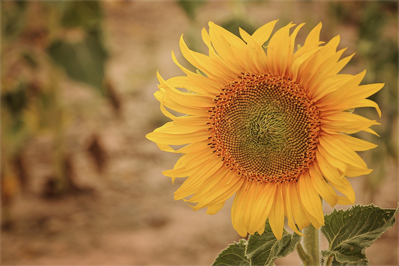 sunflower plant flower free photo