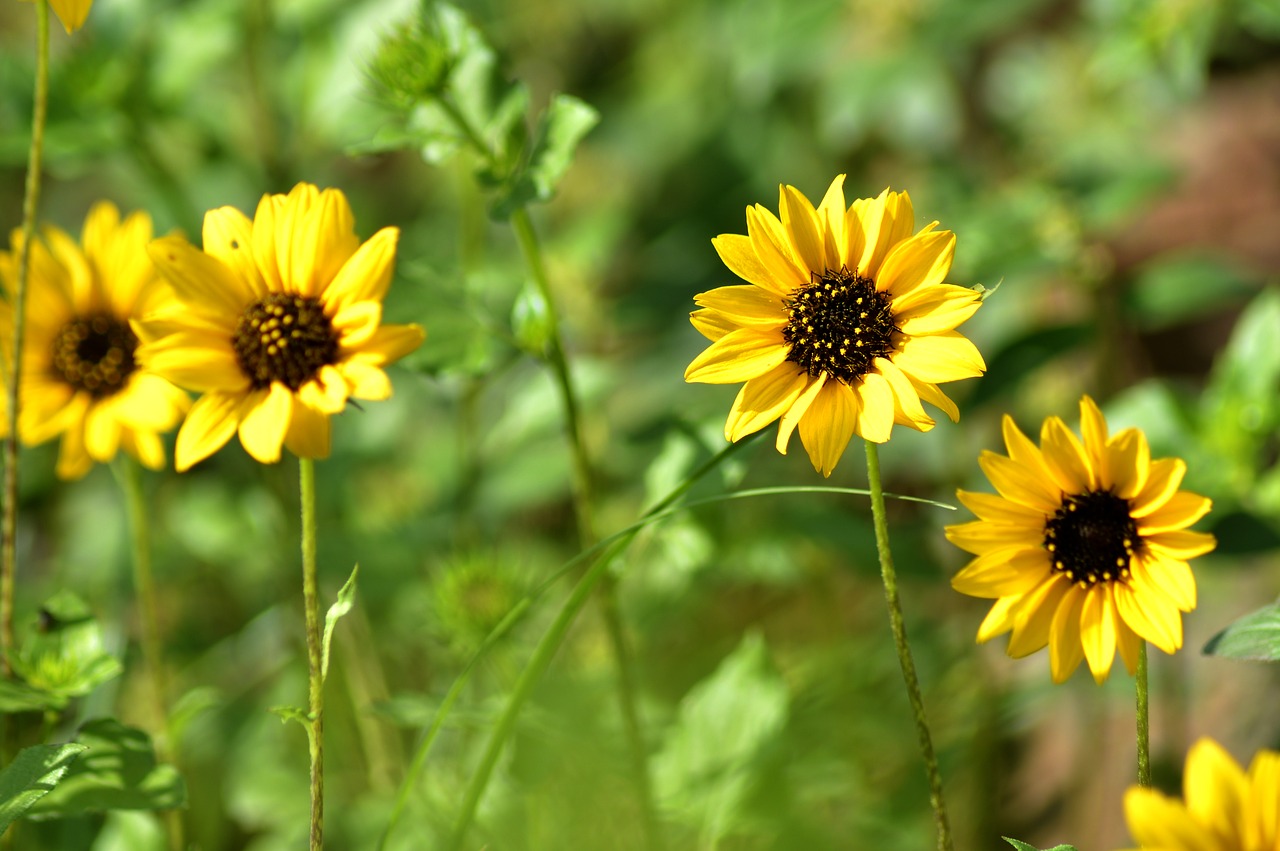 sunflower yellow garden free photo