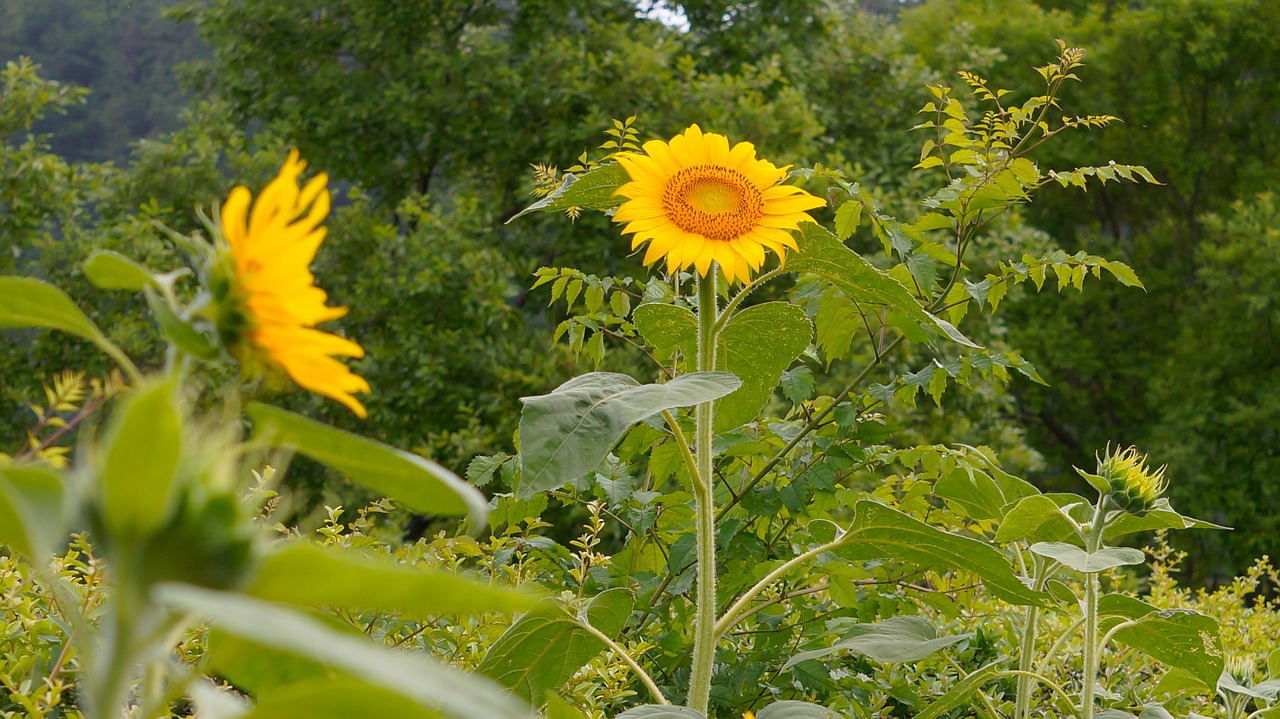 sunflower nature flowers free photo