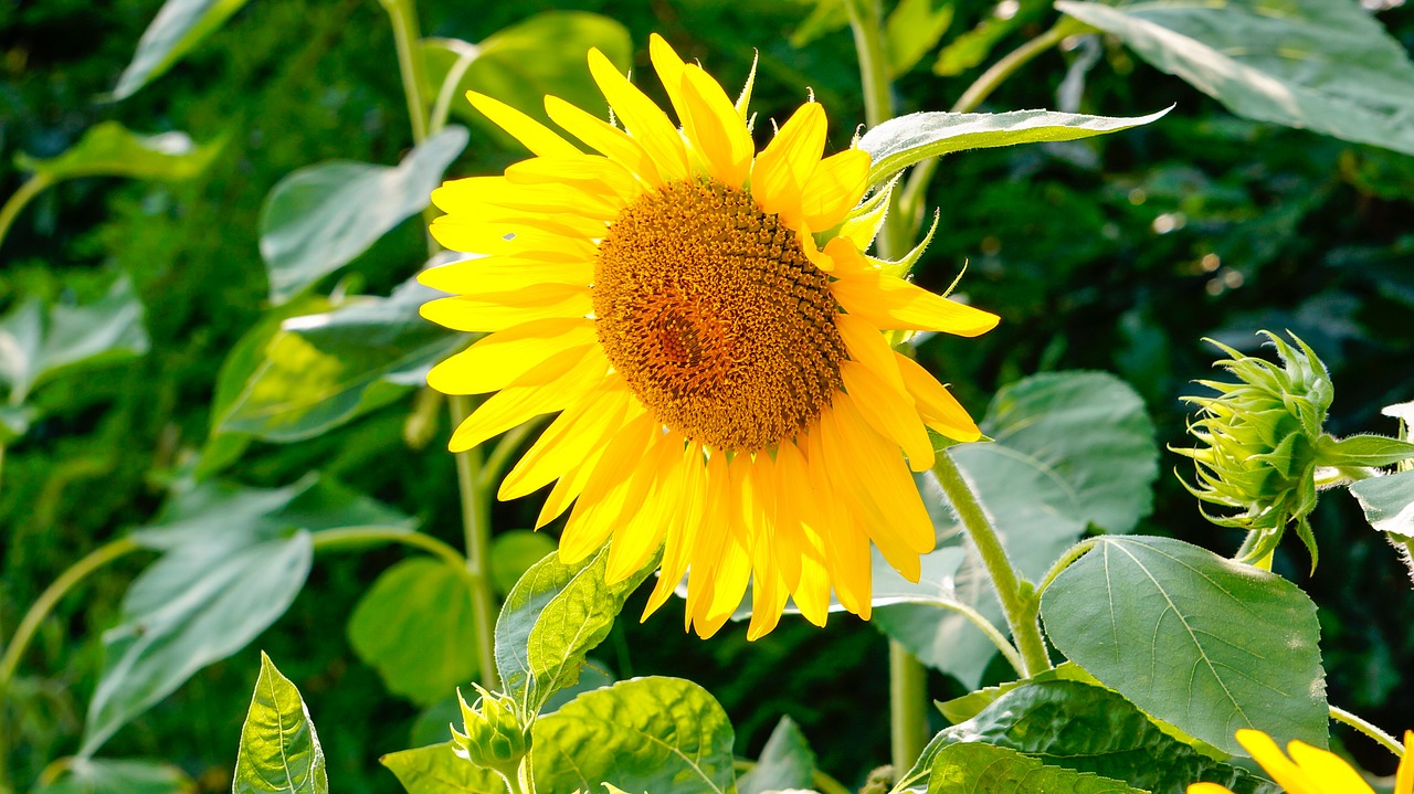 sunflower nature flowers free photo