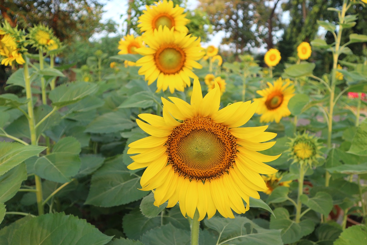 sunflower flowers yellow free photo