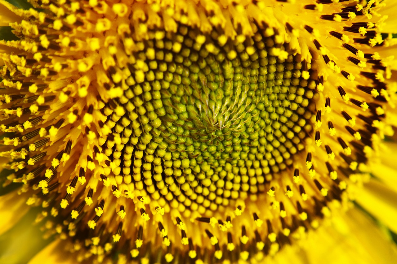 sunflower flower nature free photo