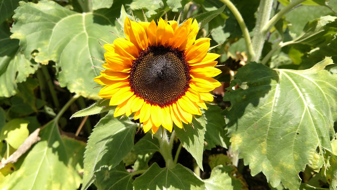 sunflower petals garden free photo