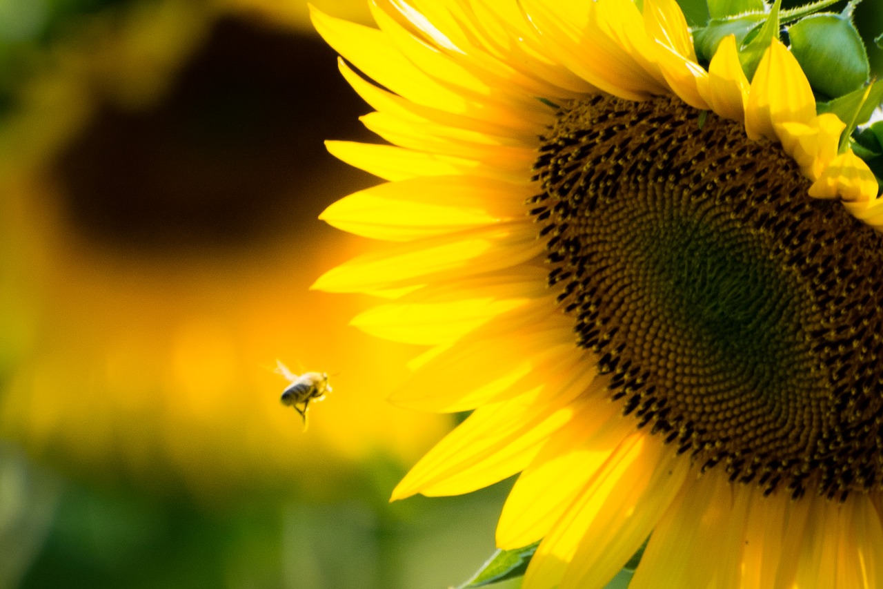 sunflower bee yellow free photo