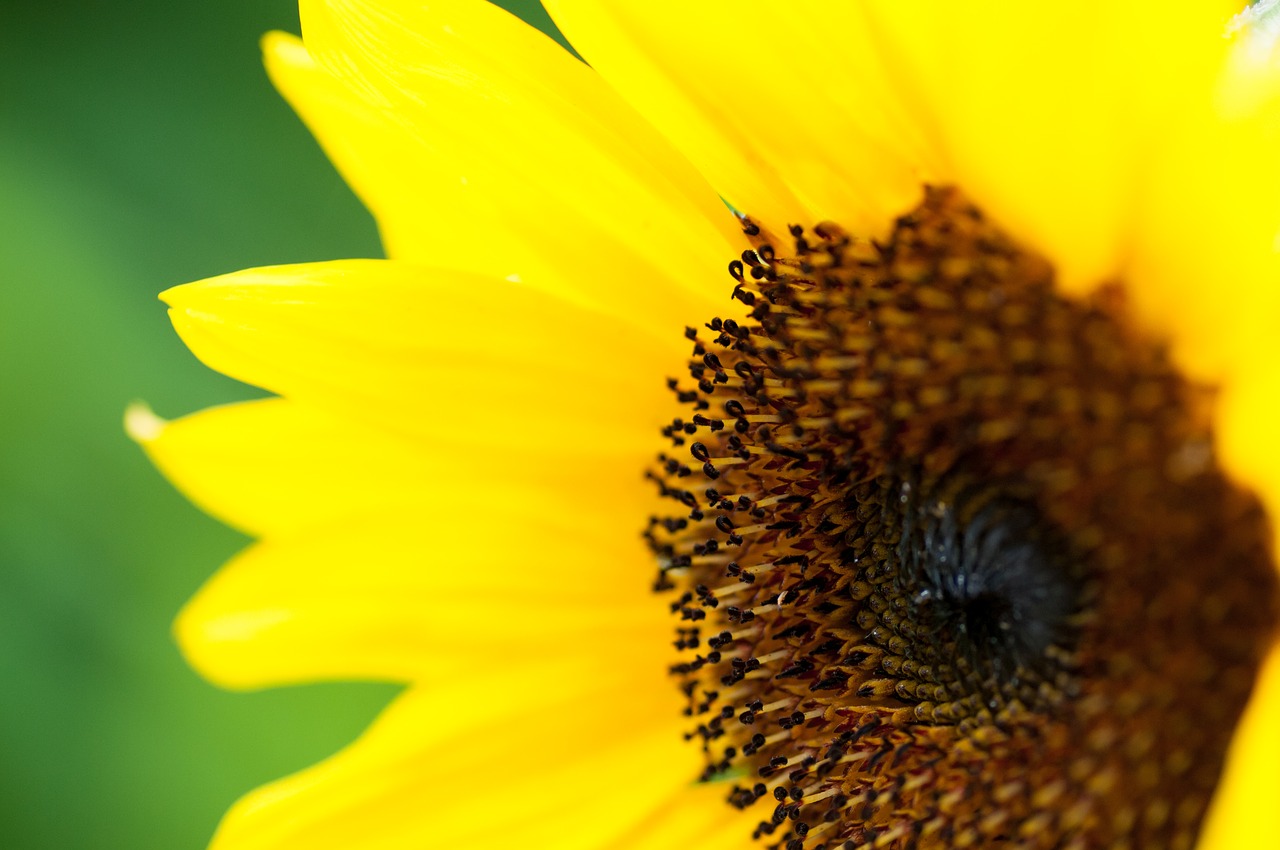 sunflower yellow summer free photo