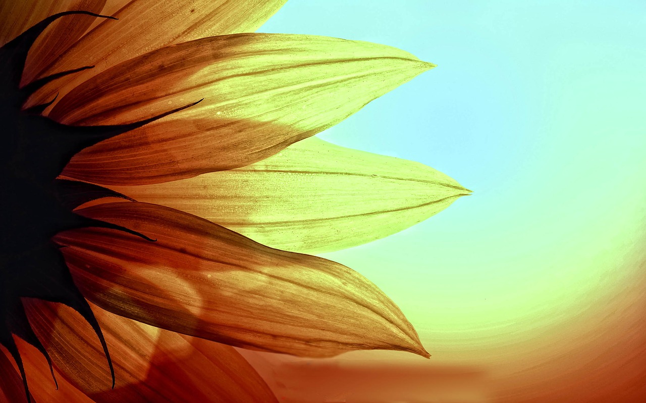 sunflower photography photo free photo