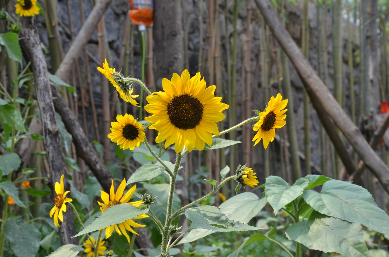 sunflower petal chaoyang flowers free photo