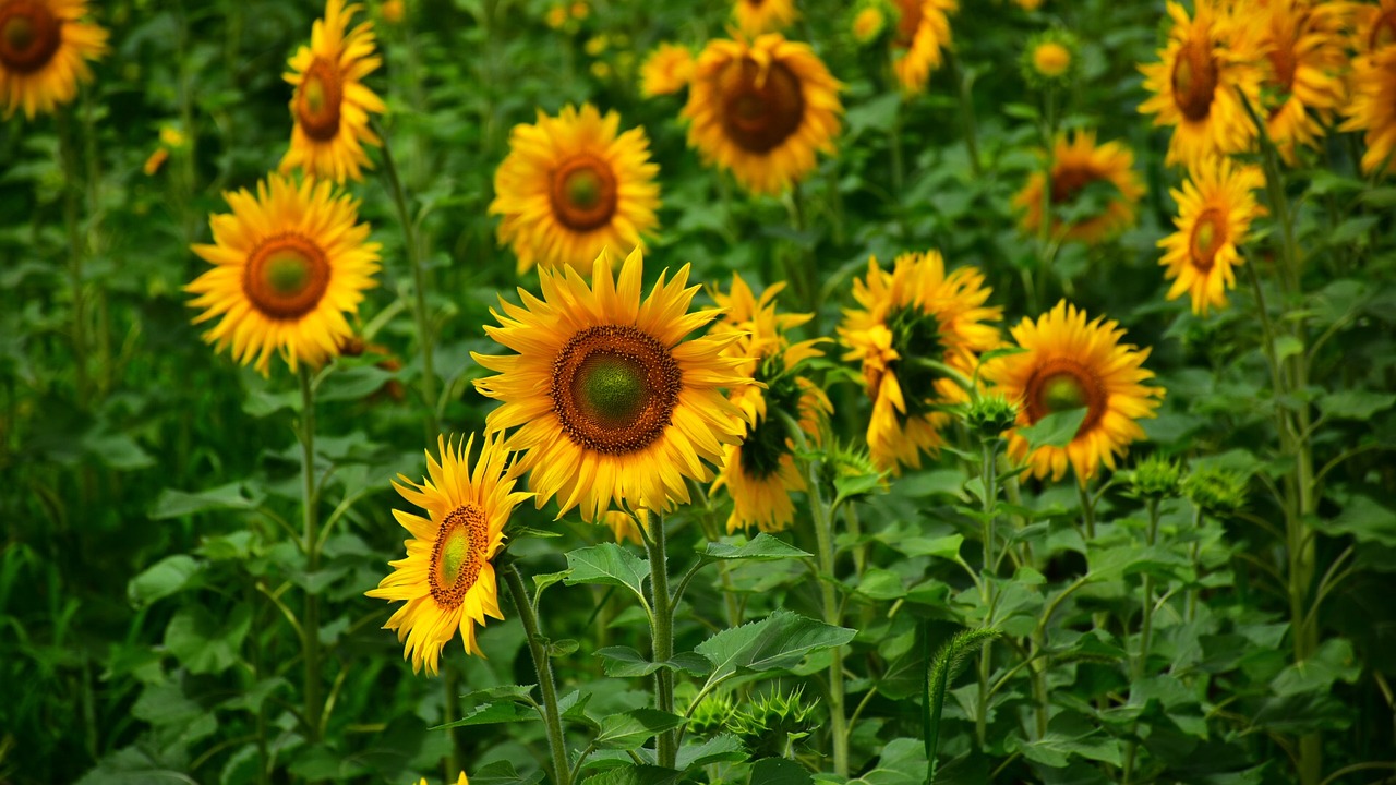 sunflower summer healthy free photo