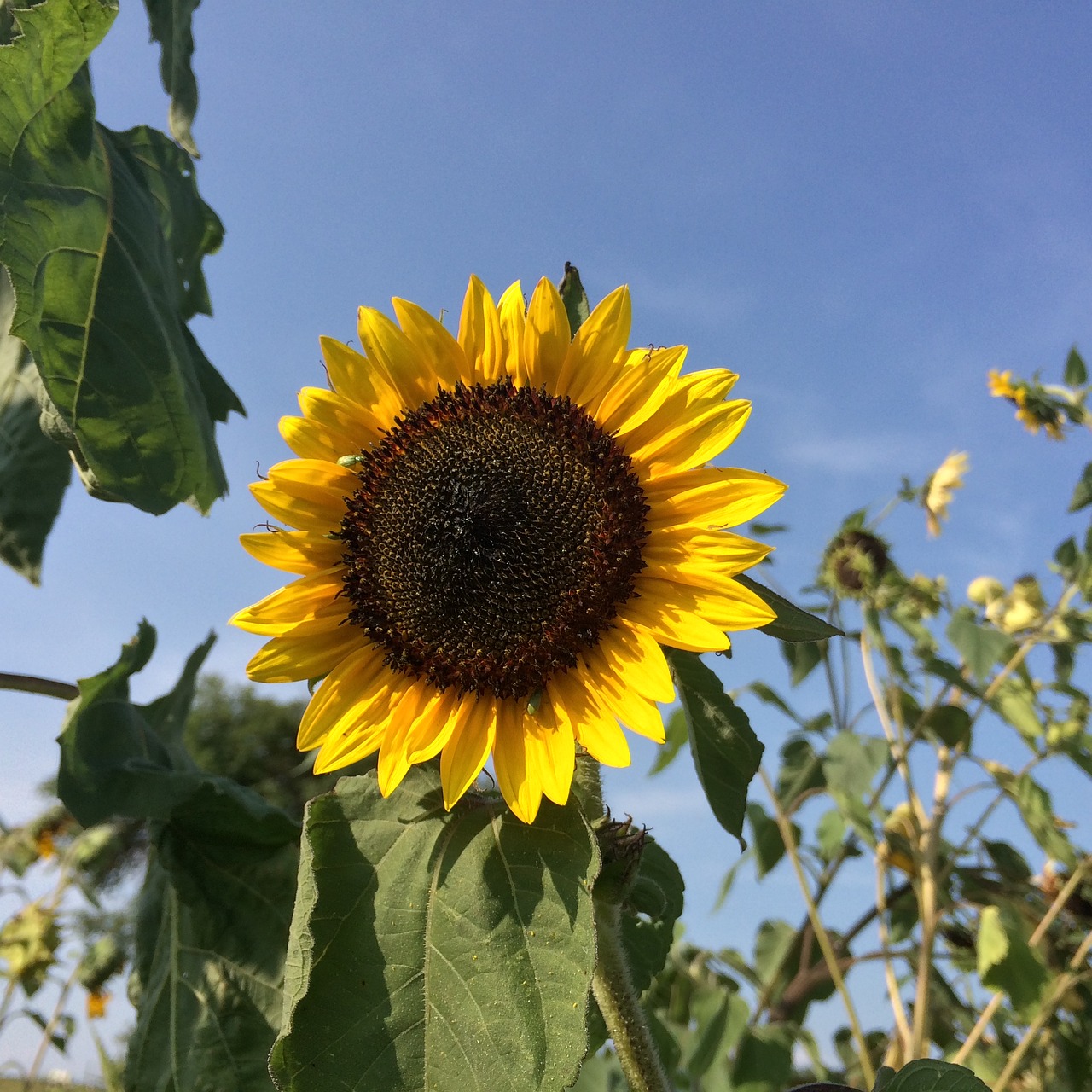 sunflower summer farm free photo