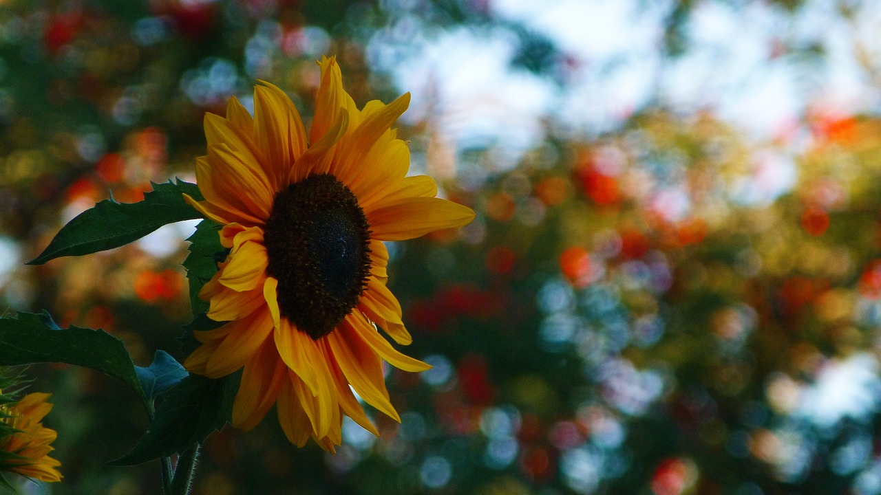 sunflower sun flower free photo