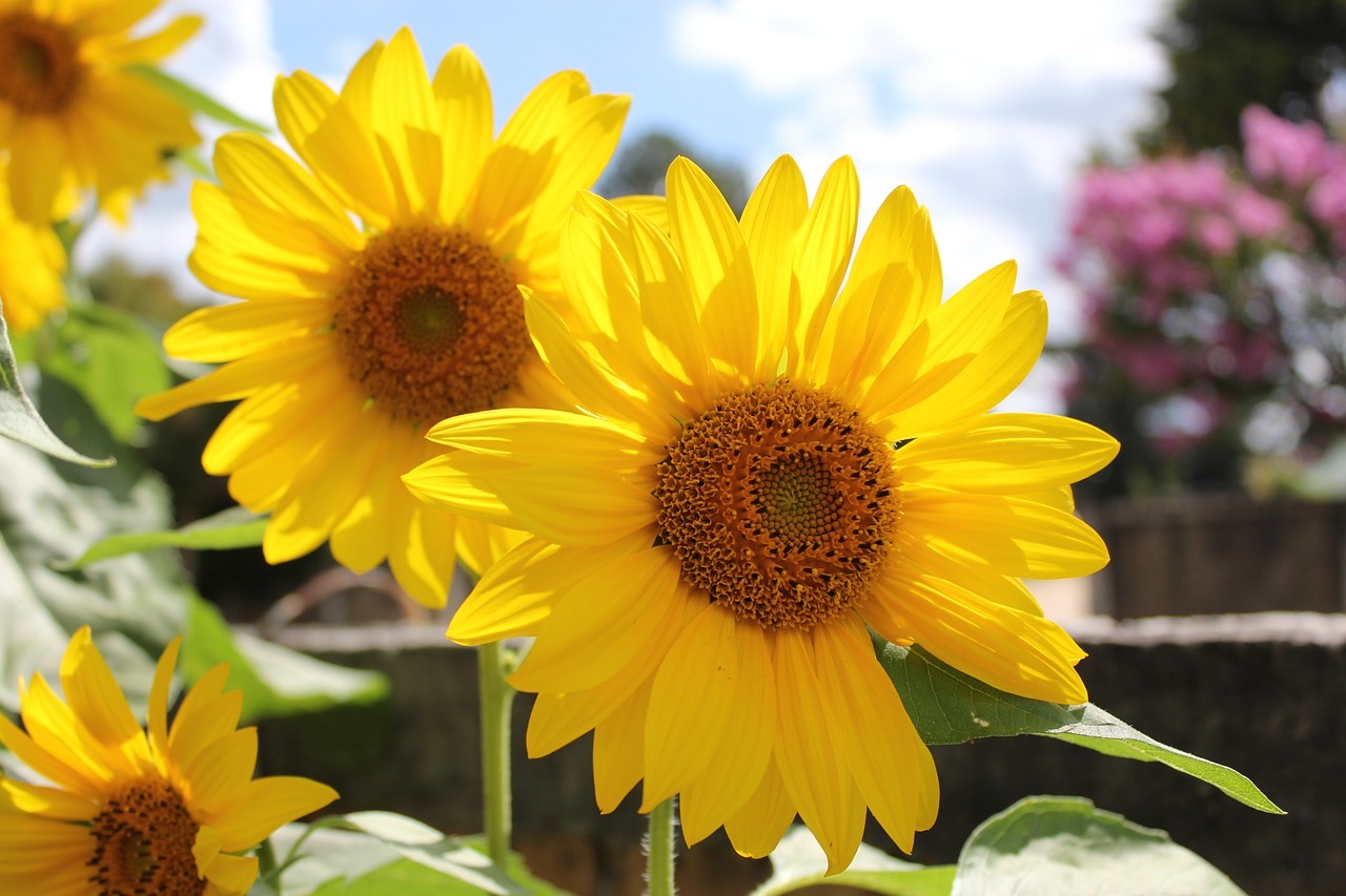 sunflower flower yellow free photo