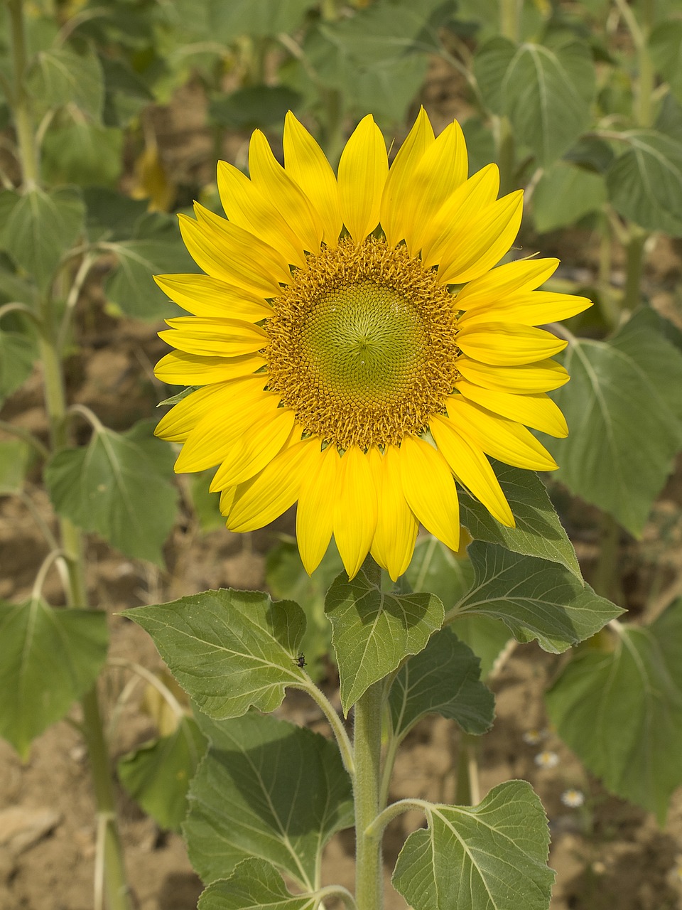 sunflower flower pipes free photo