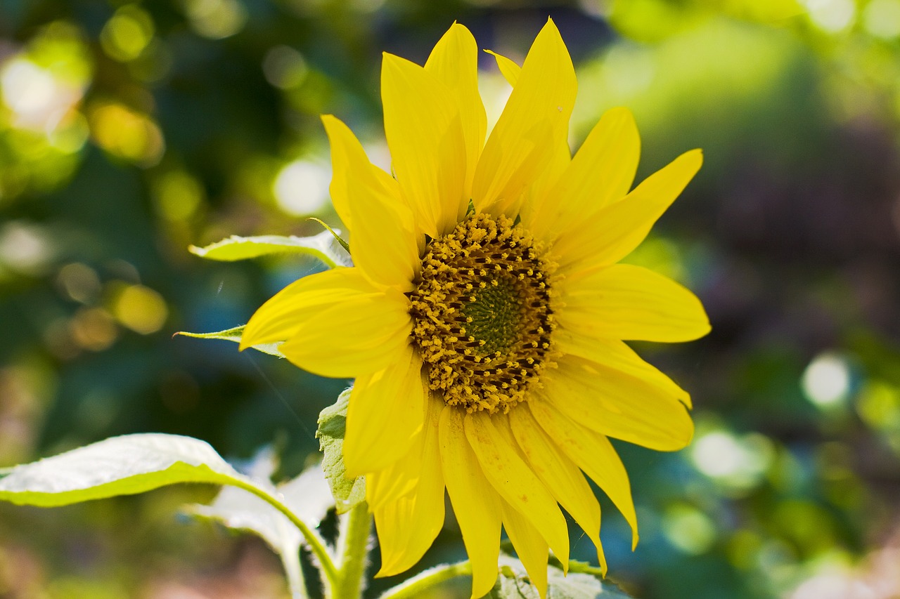 sunflower plant flora free photo