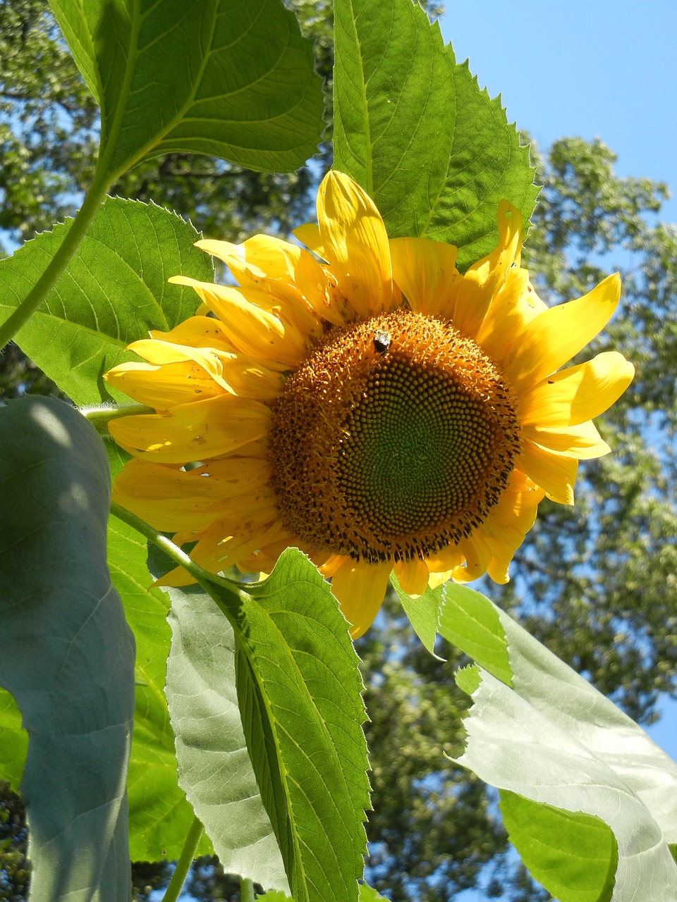 sunflower summer plant free photo