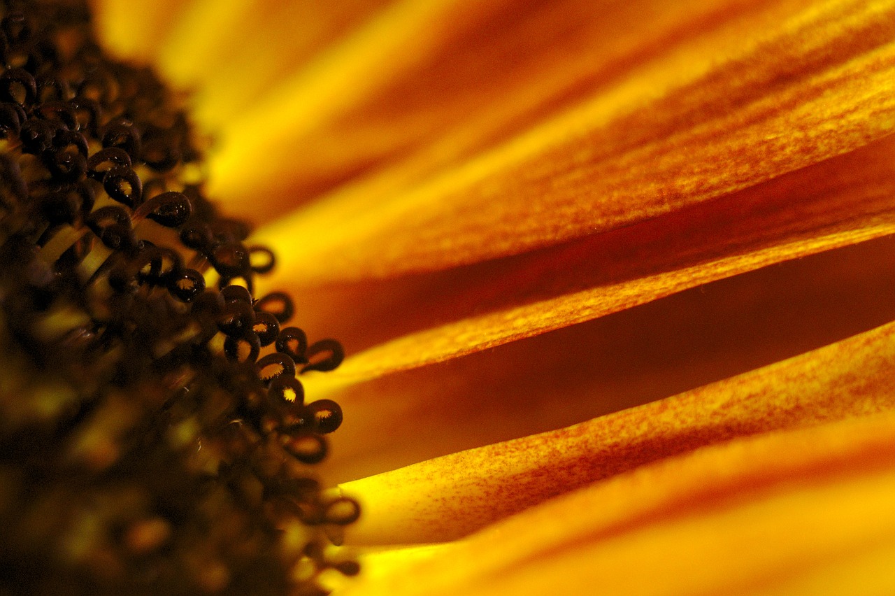 sunflower macro sunflowers free photo