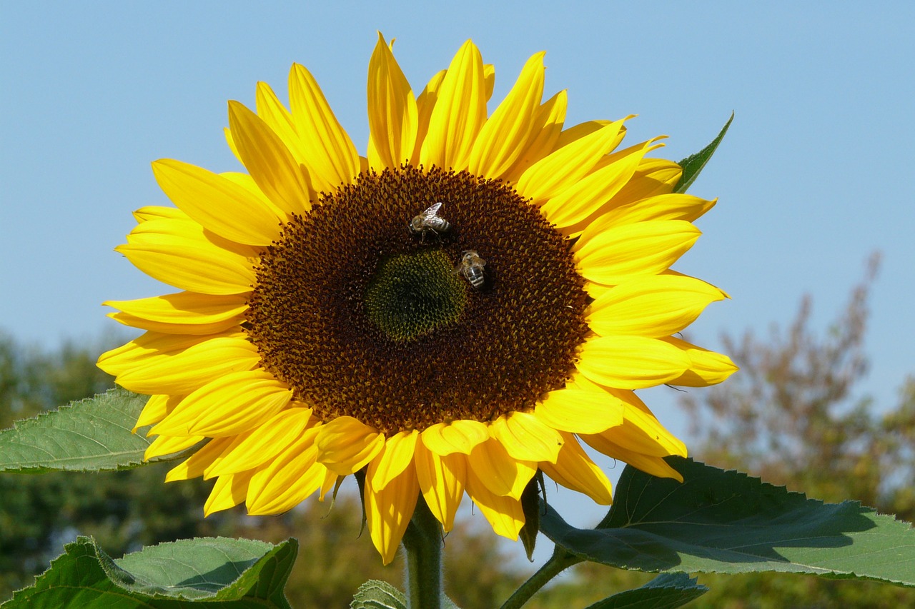 sunflower plant yellow free photo