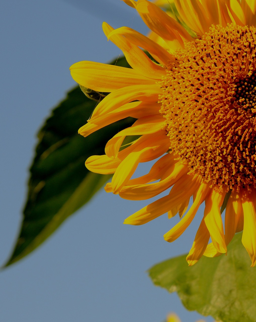 sunflower flowers nature free photo