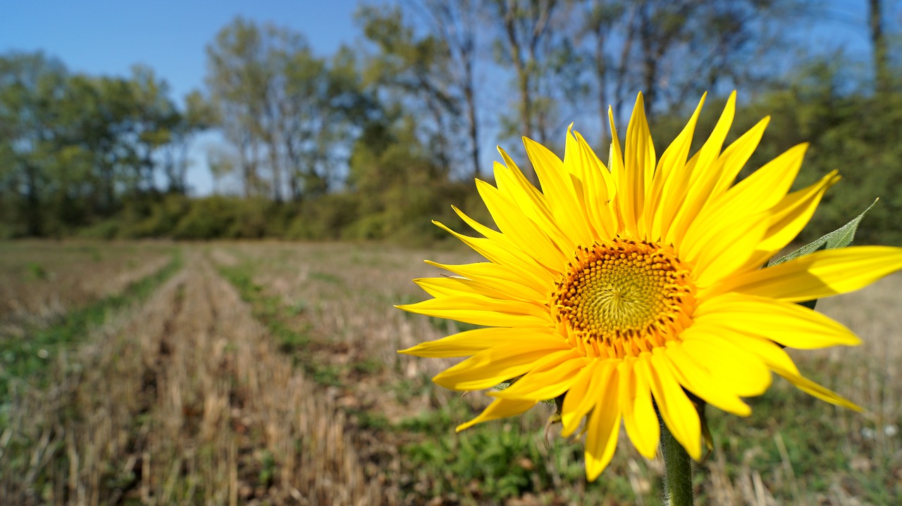 sunflower field country free photo