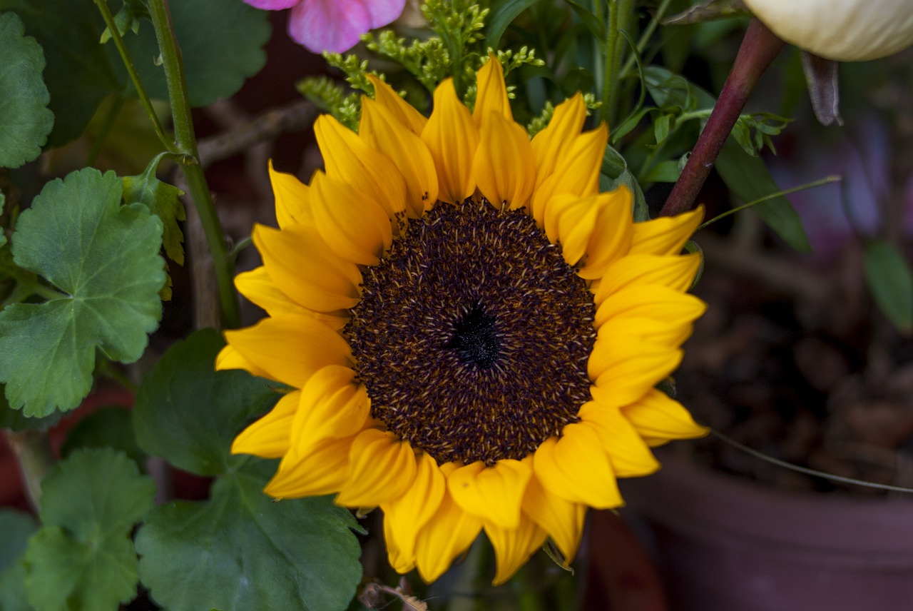 sunflower plant flower free photo