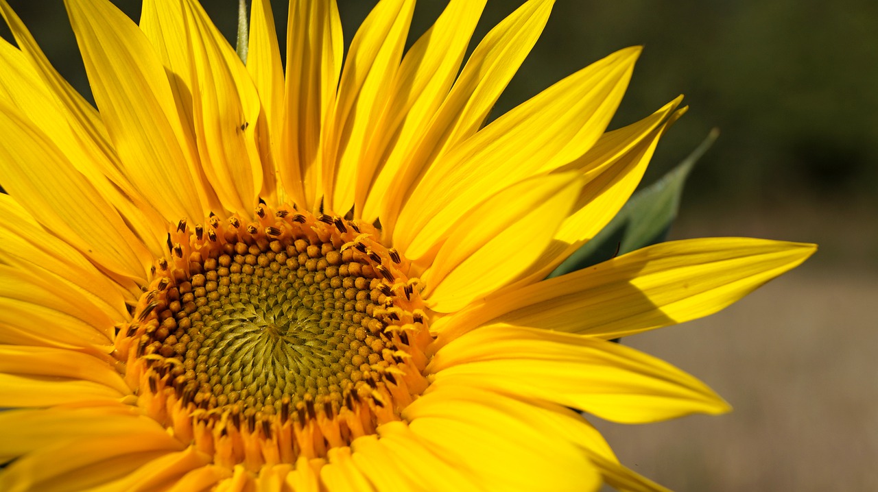 sunflower summer yellow free photo