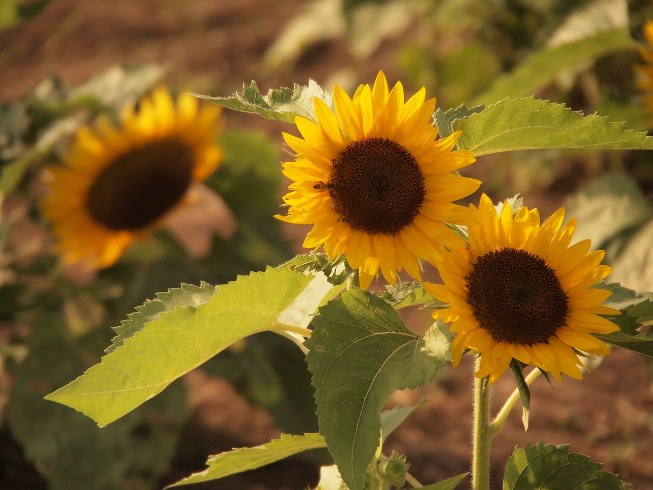 sunflower summer flowers yellow flowers free photo