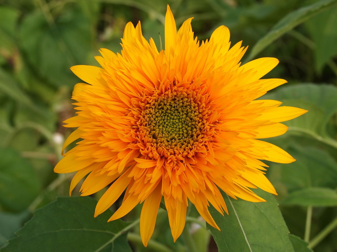 sunflower yellow summer flowers free photo