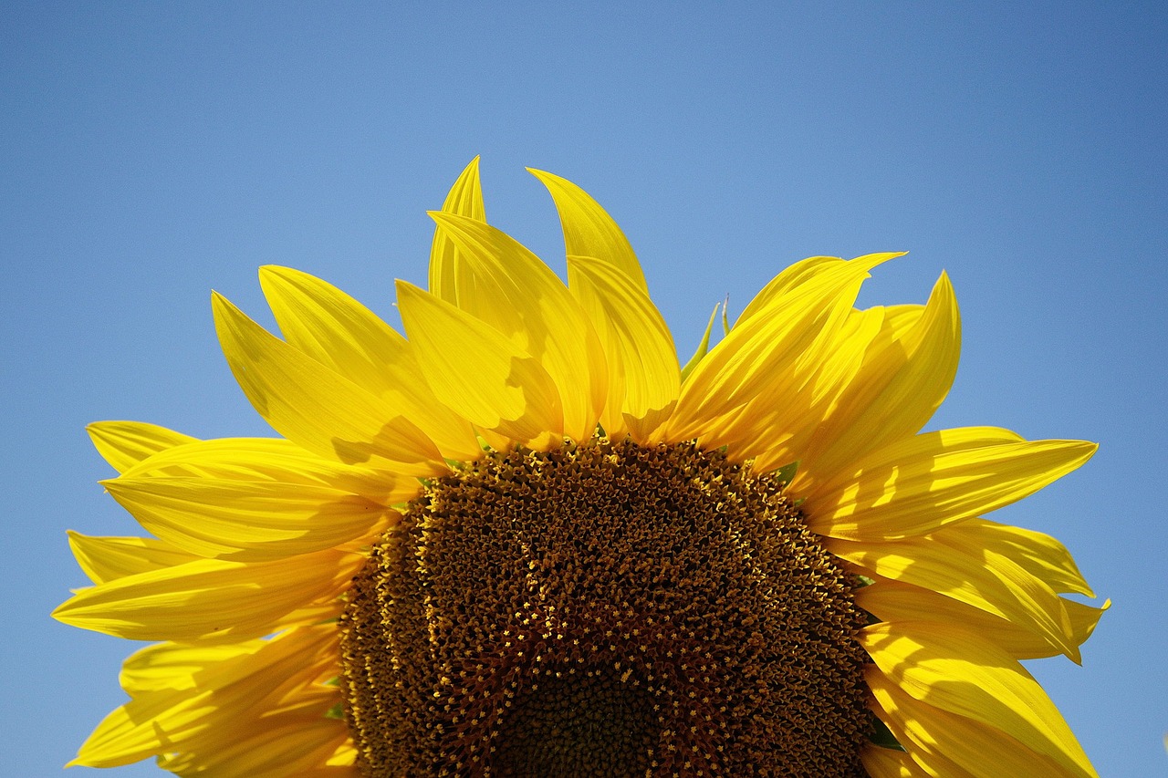 sunflower plant summer free photo