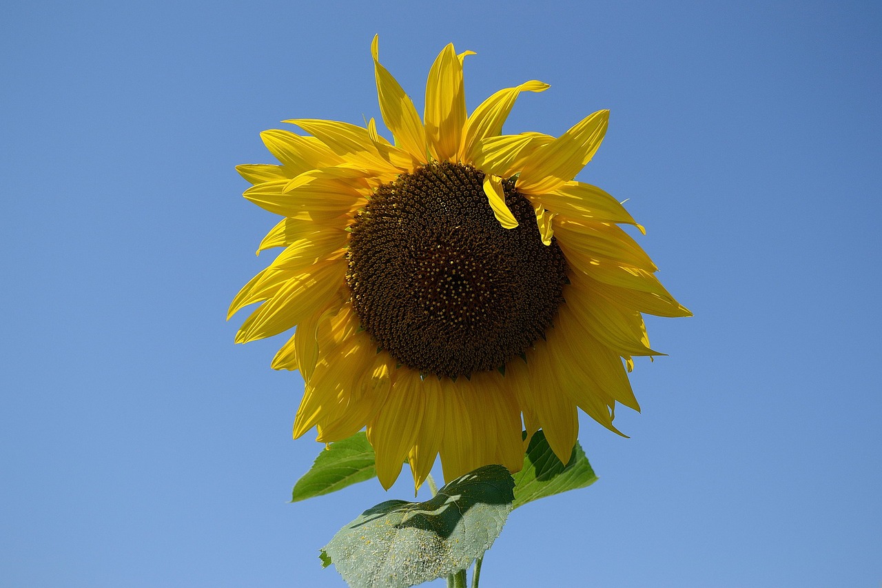 sunflower plant summer free photo