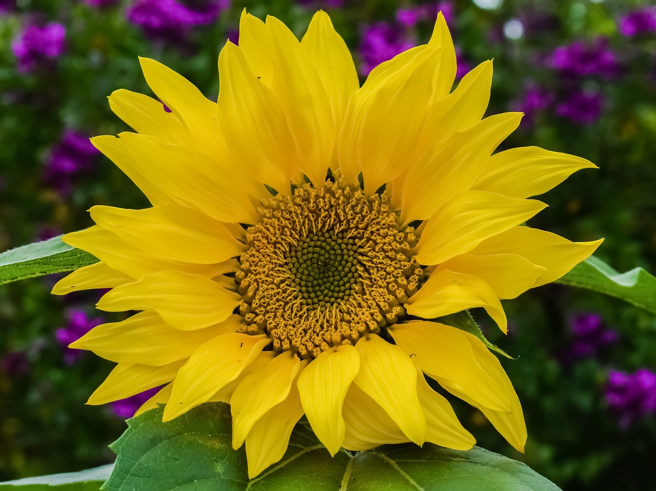 sunflower nature flower free photo