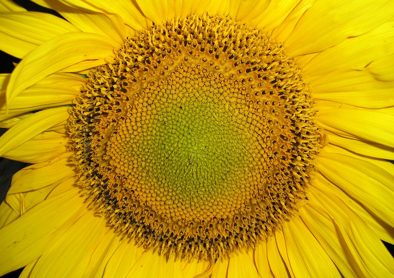 sunflower plant flower free photo