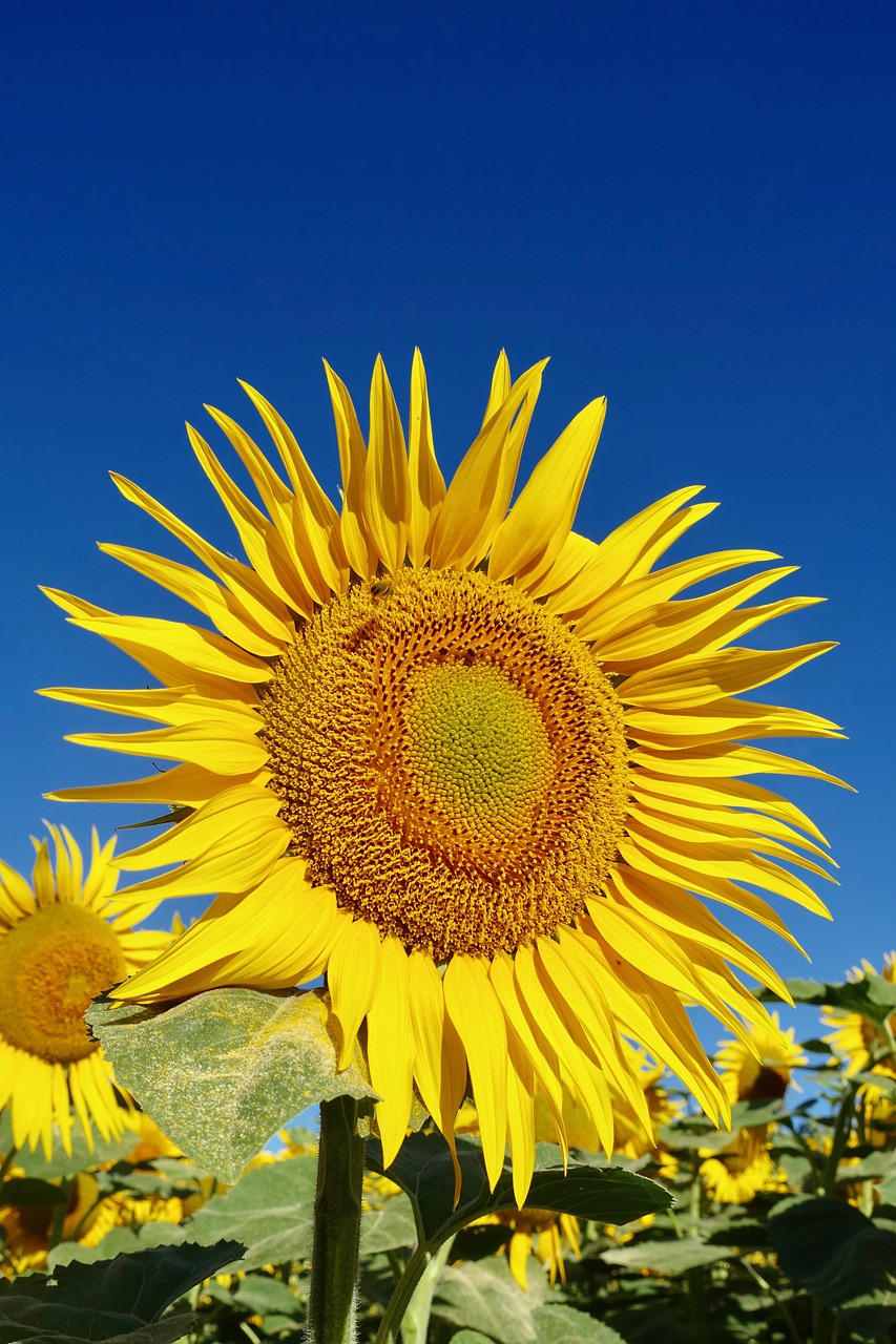 sunflower petal yellow free photo