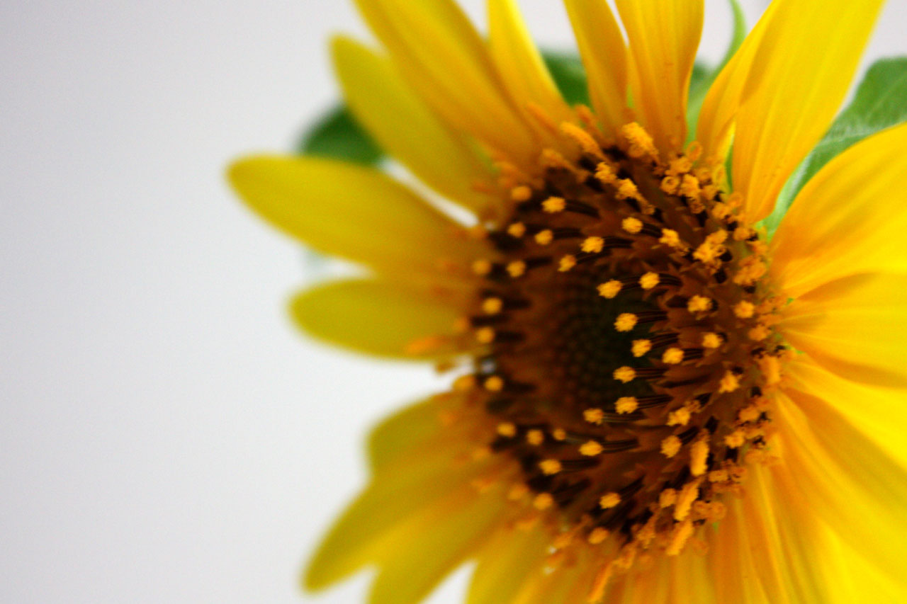 sunflower yellow petals free photo