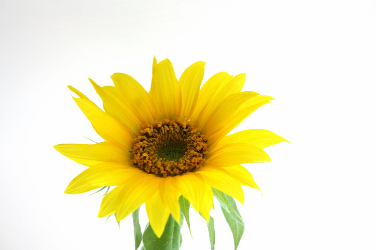 sunflower yellow petals free photo