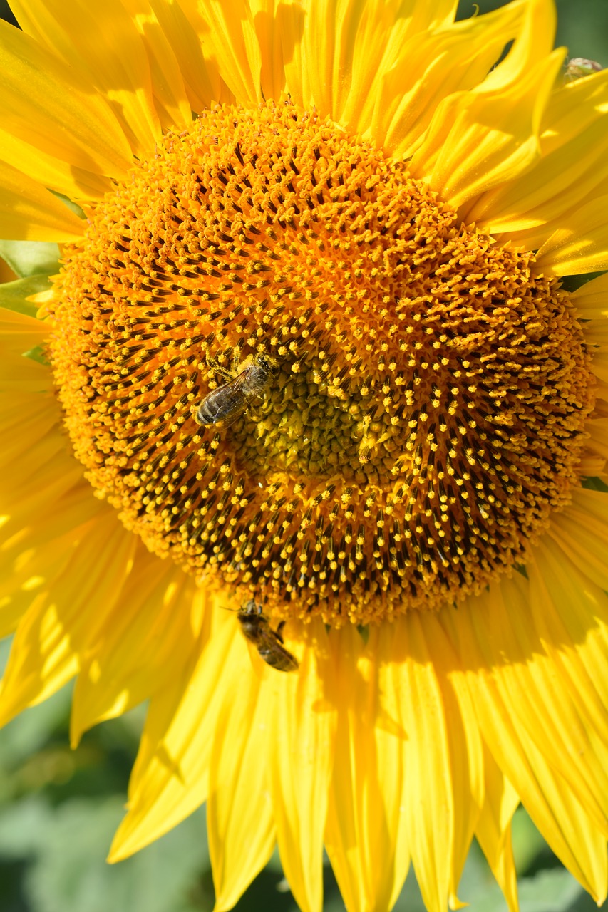 sunflower  plant  nature free photo