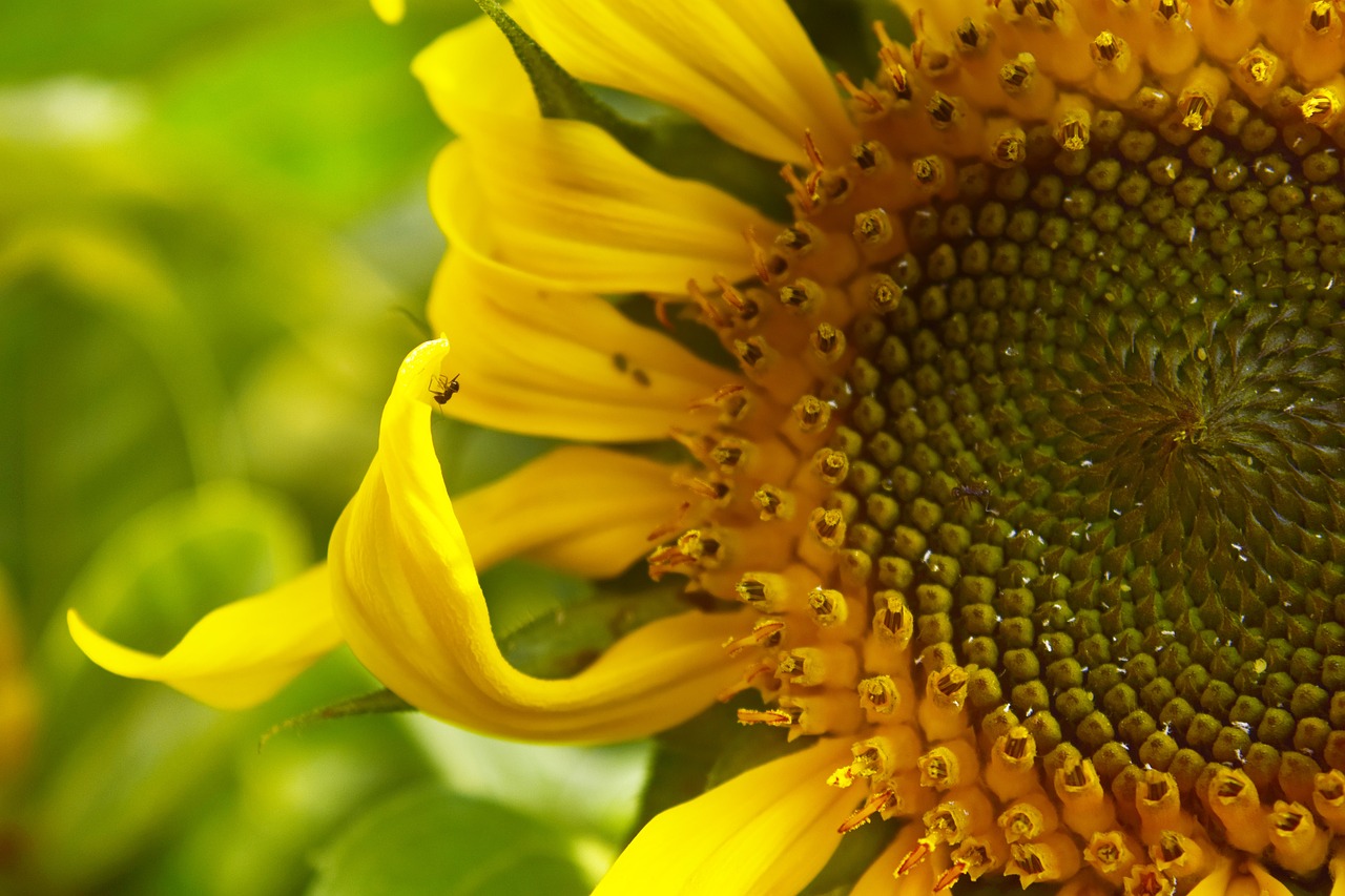 sunflower  flower  yellow free photo