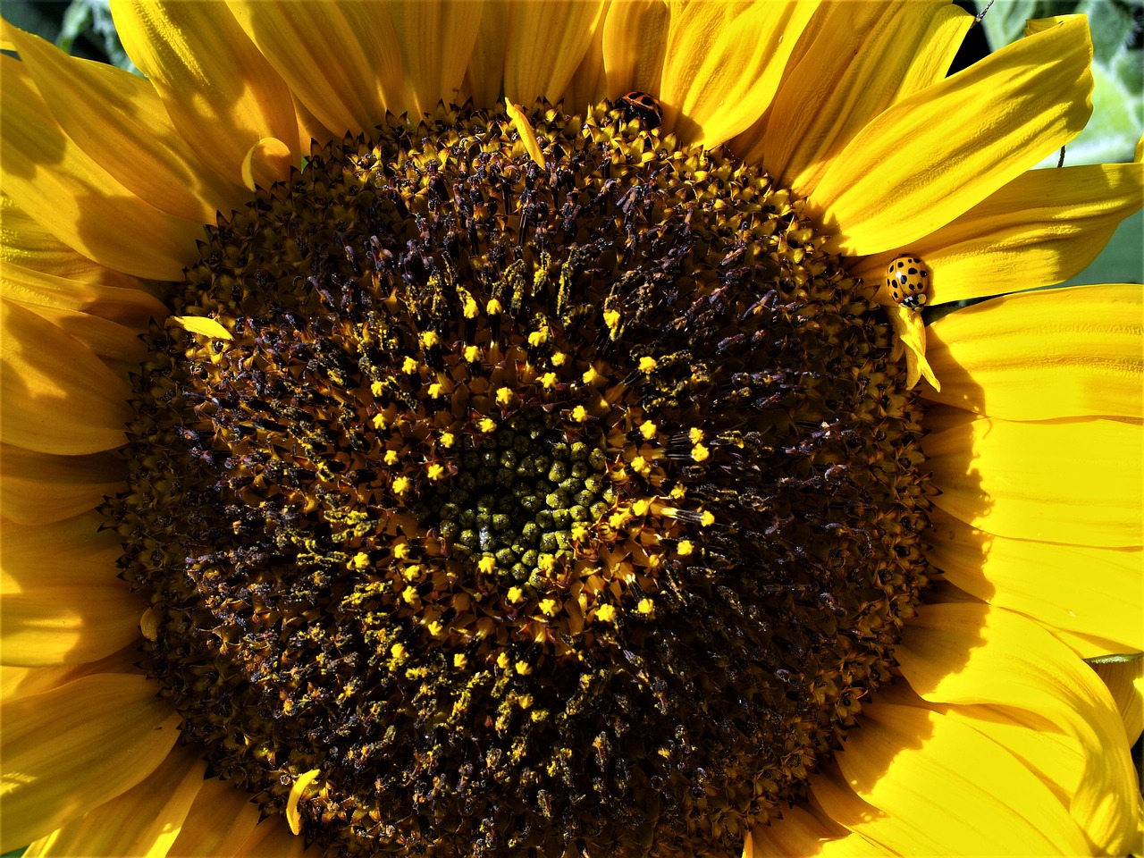 sunflower  nature  flower free photo