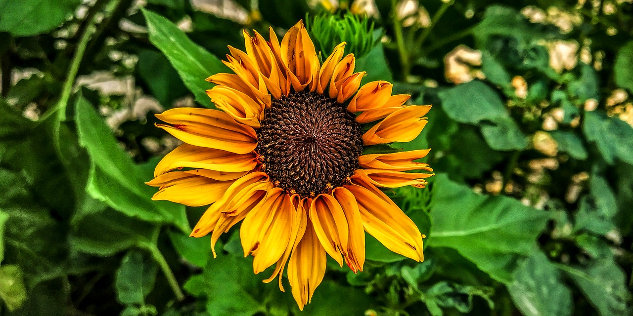 sunflower  leafs  leave free photo