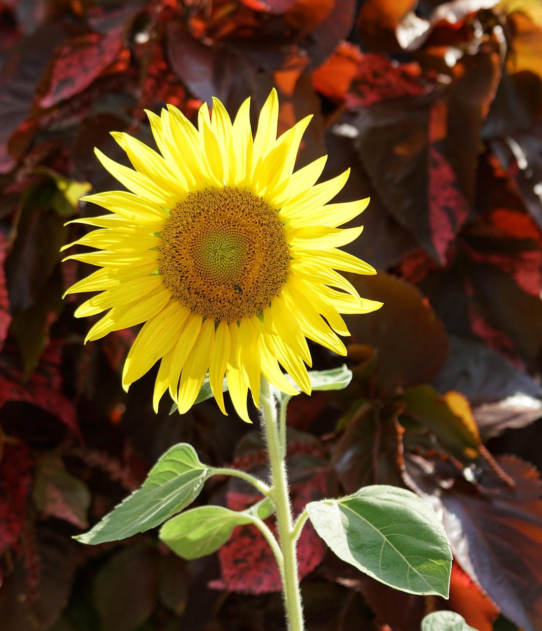 sunflower  nature  flora free photo