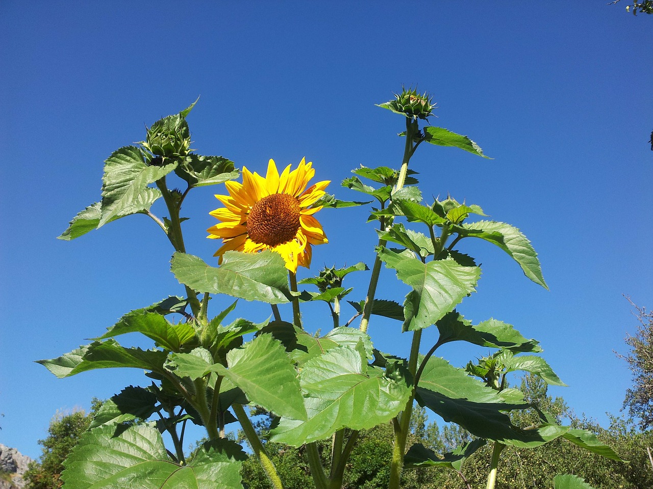 sunflower plant bloom free photo