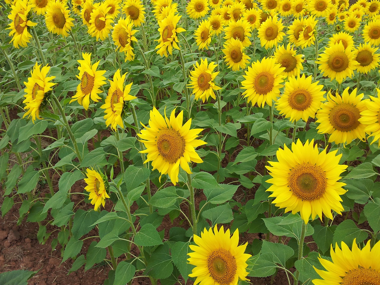 sunflower sunflowers girasol free photo