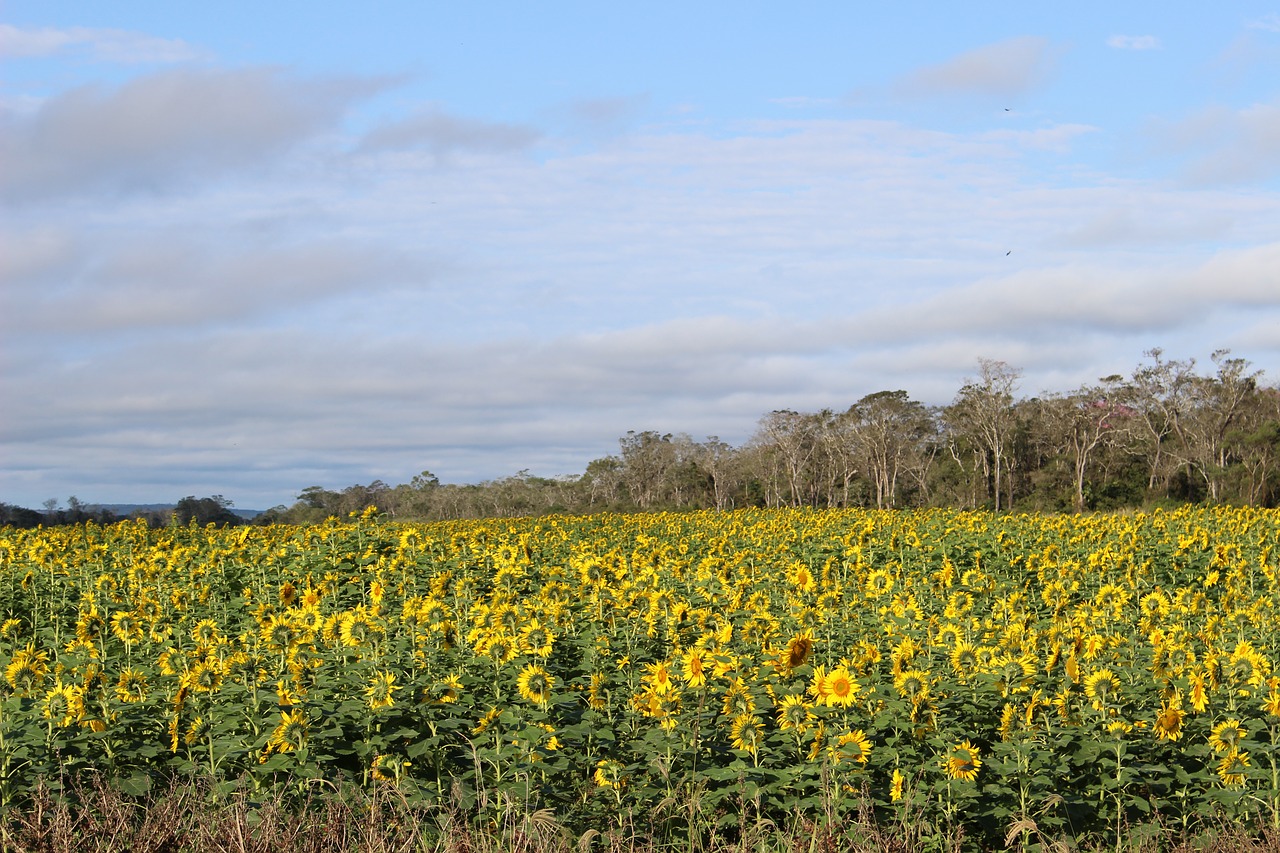 sunflower  soy  rural free photo