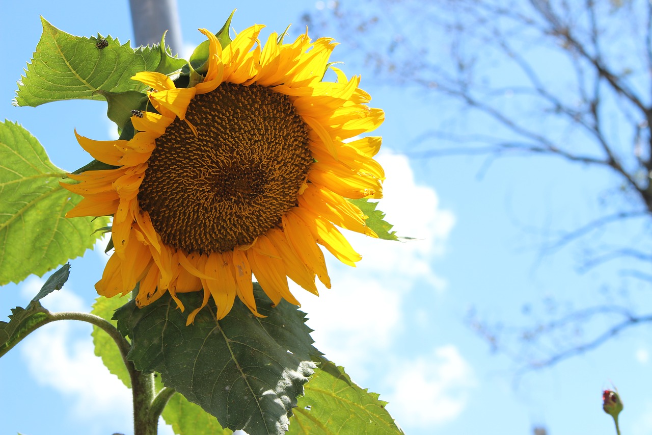 sunflower  sky  yellow free photo