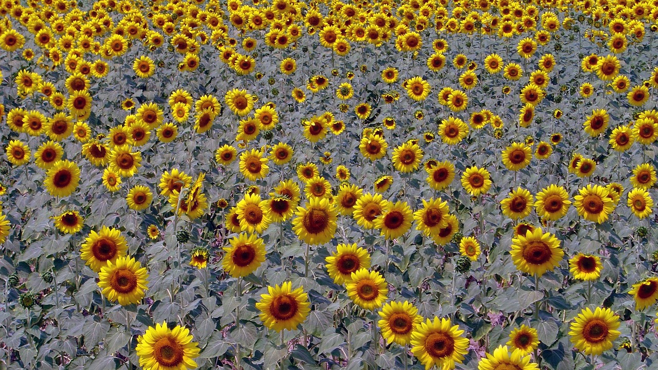 sunflower  sunflowers  sunflower fields free photo