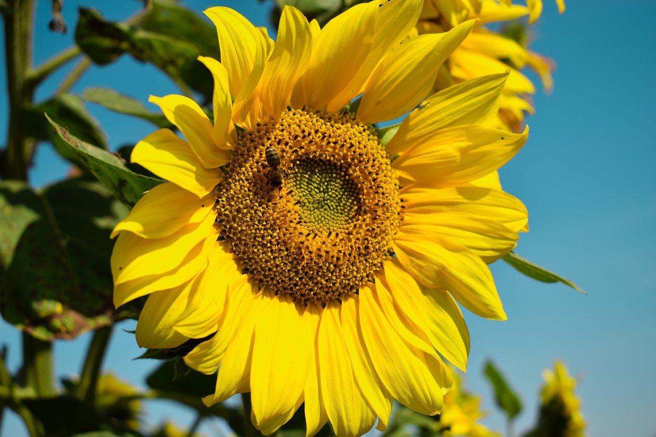 sunflower  summer free pictures free photo