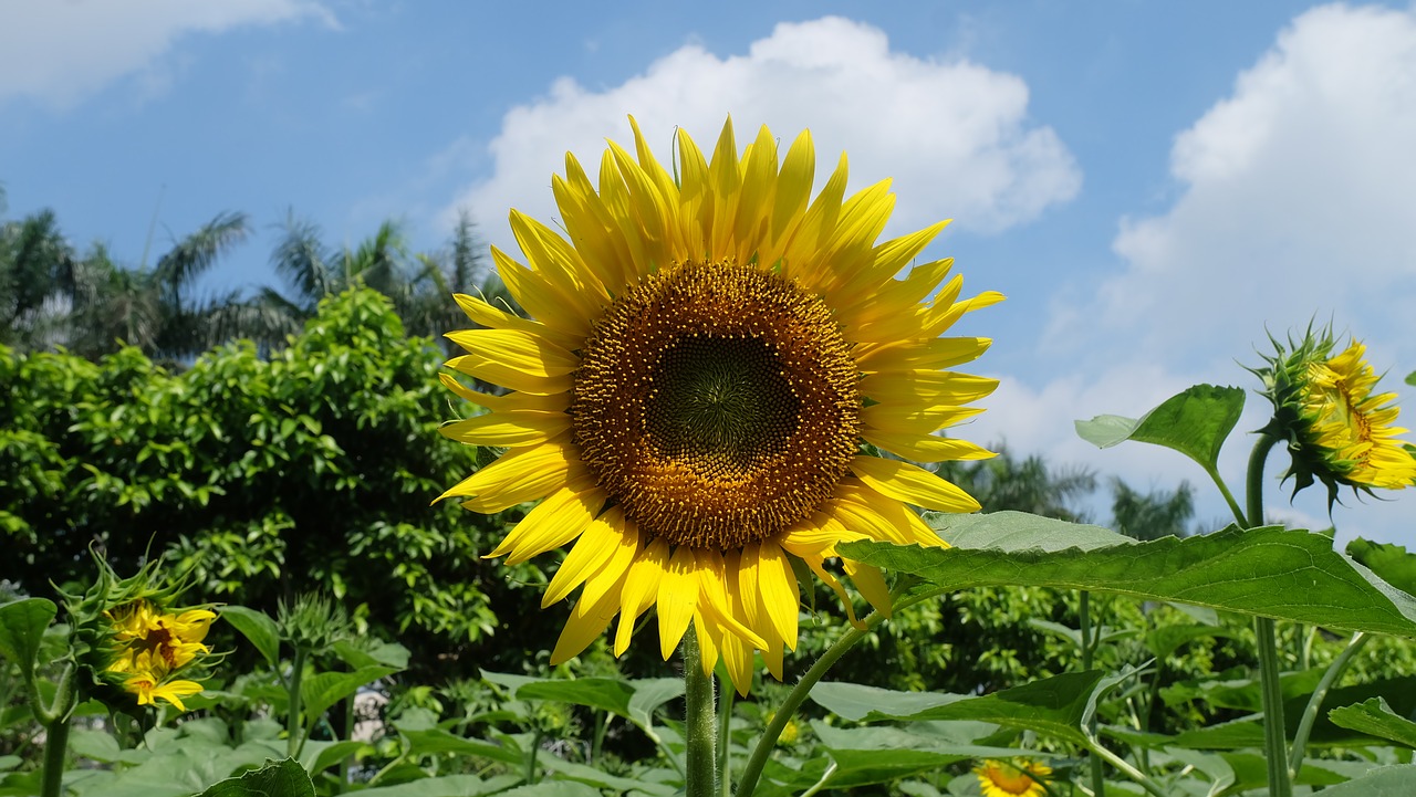 sunflower  flower free pictures free photo