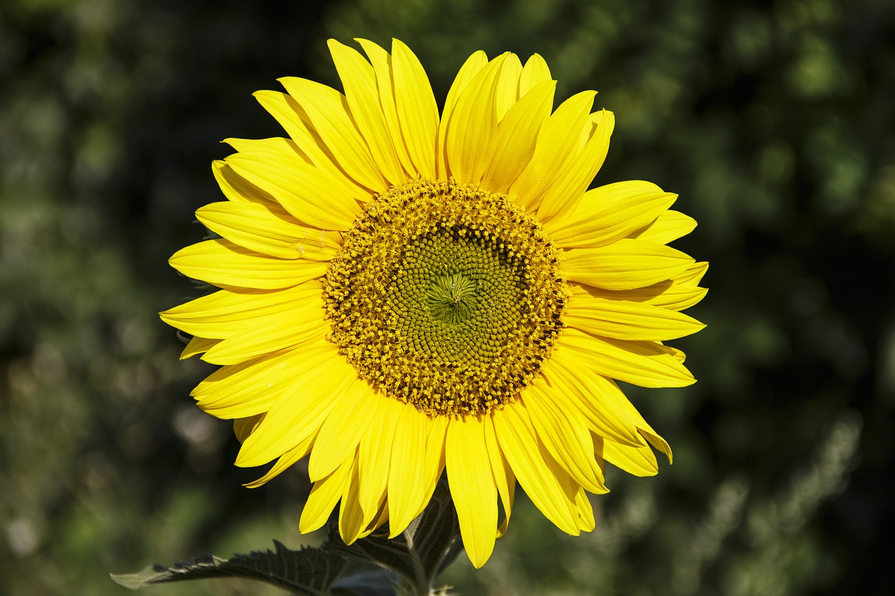 sunflower  flower  plant free photo
