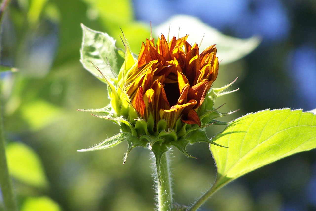 sunflower  sunshine  flower free photo
