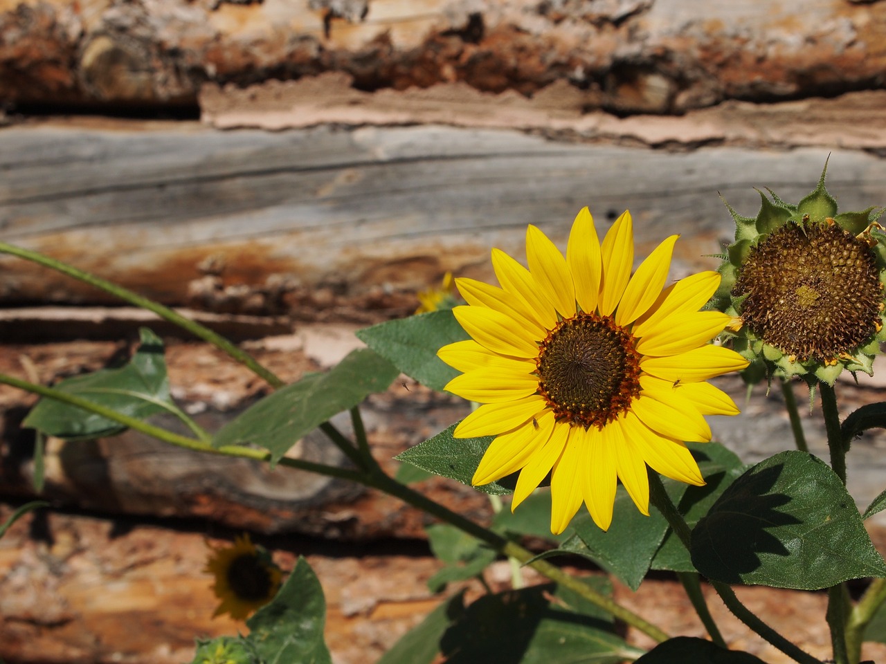 sunflower  rustic  log cabin free photo