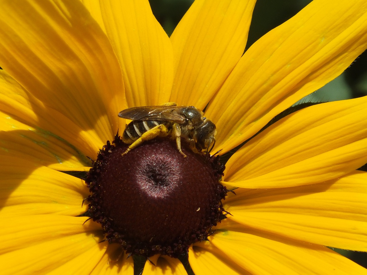 sunflower  bee  insect free photo