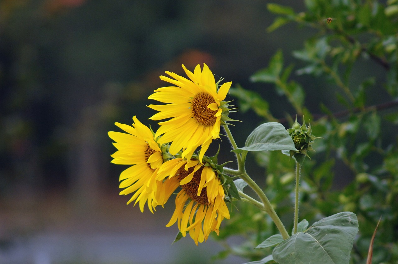 sunflower  yellow  green free photo